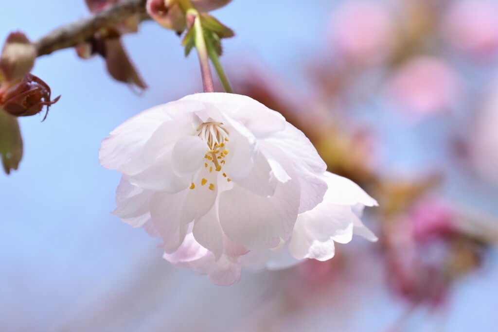 桜