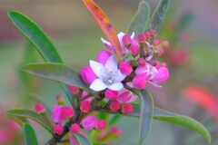 散歩の途中で。Ⅷ