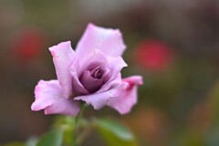 秋のバラ（４）