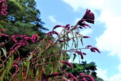 散歩の途中で。②