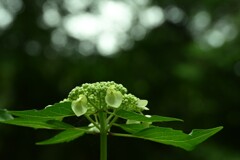 アジサイ-2