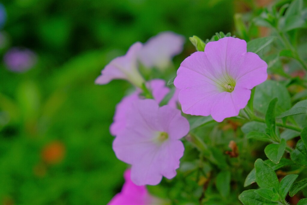 散歩の途中で。①