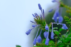 散歩の途中で。Ⅱ