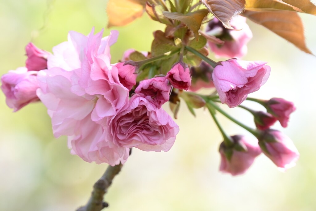 桜