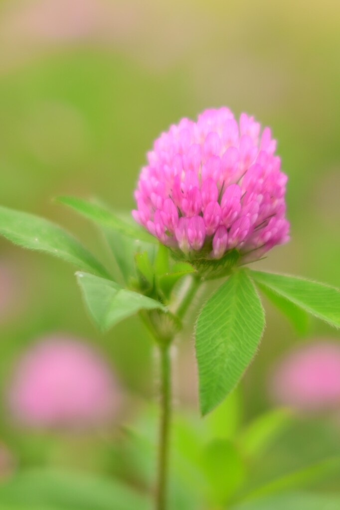 ムラサキツメクサ