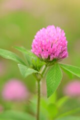 ムラサキツメクサ