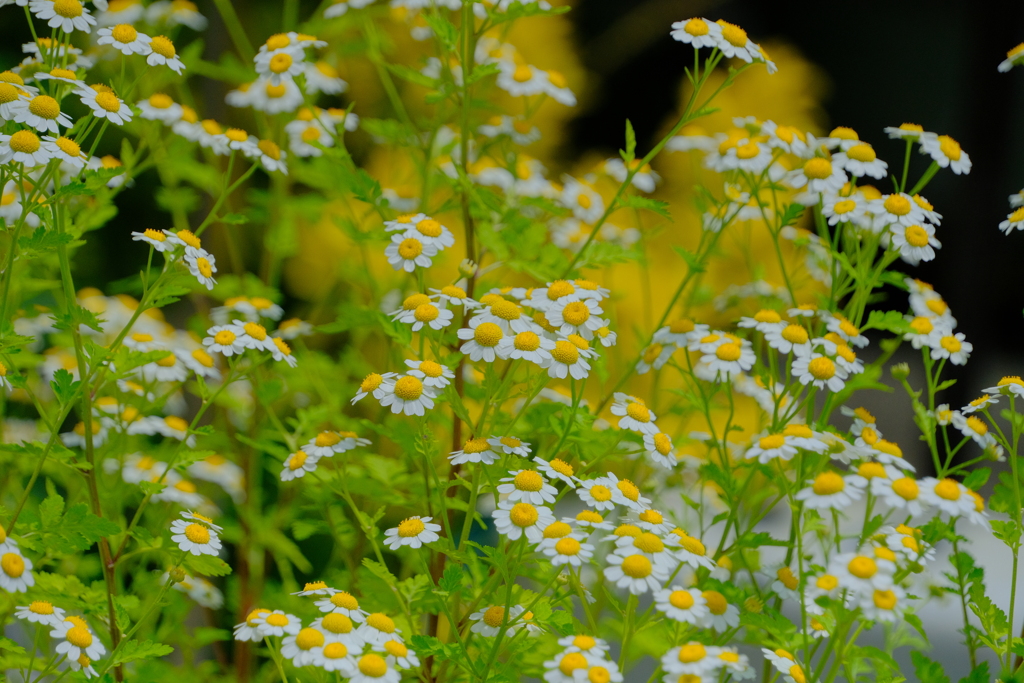 散歩の途中で。10