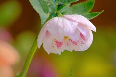 散歩の途中で。5