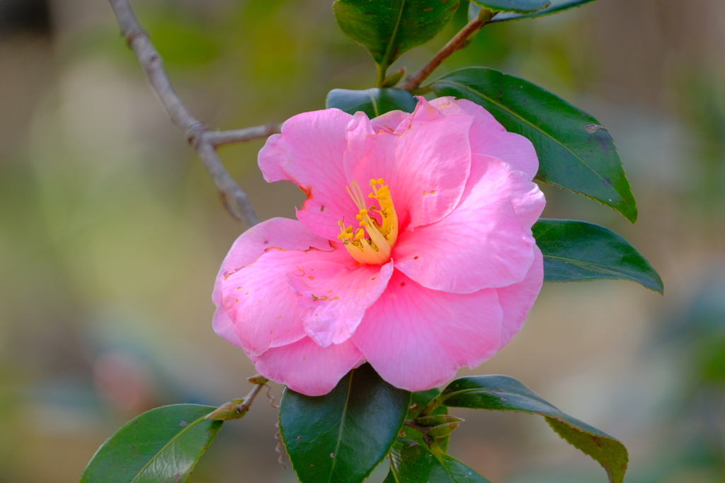 散歩の途中で。Ⅳ