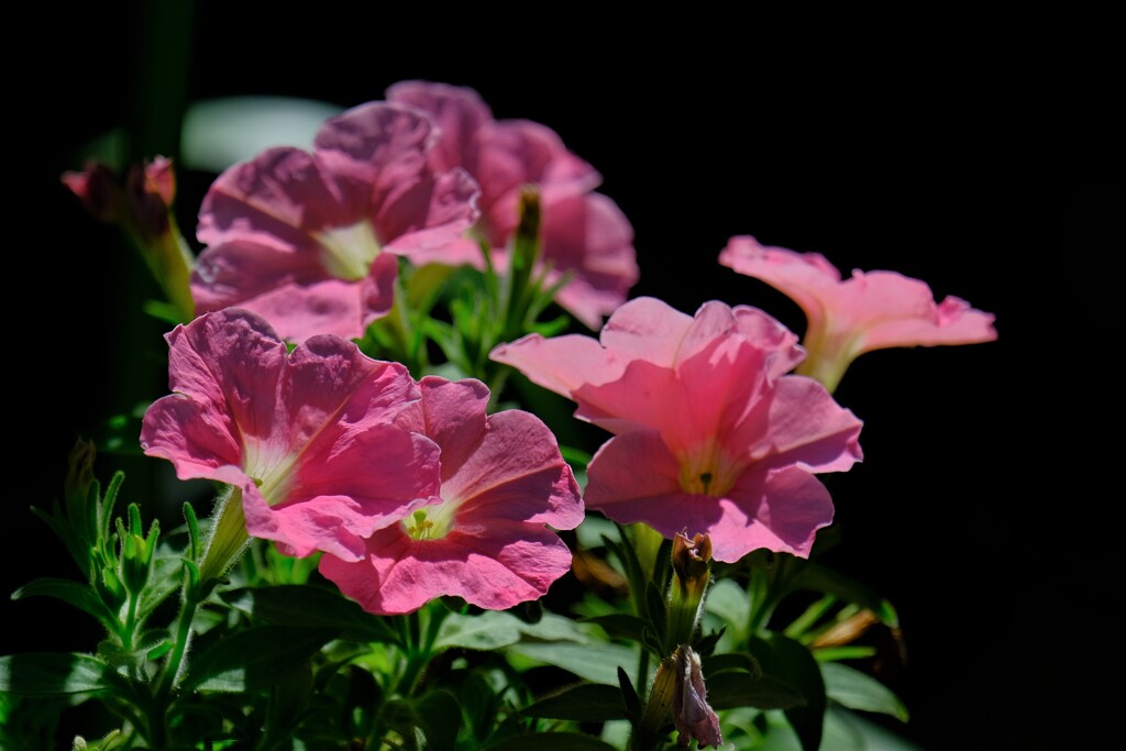 散歩の途中で。７