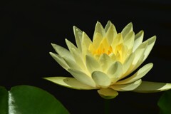 睡蓮