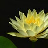 睡蓮