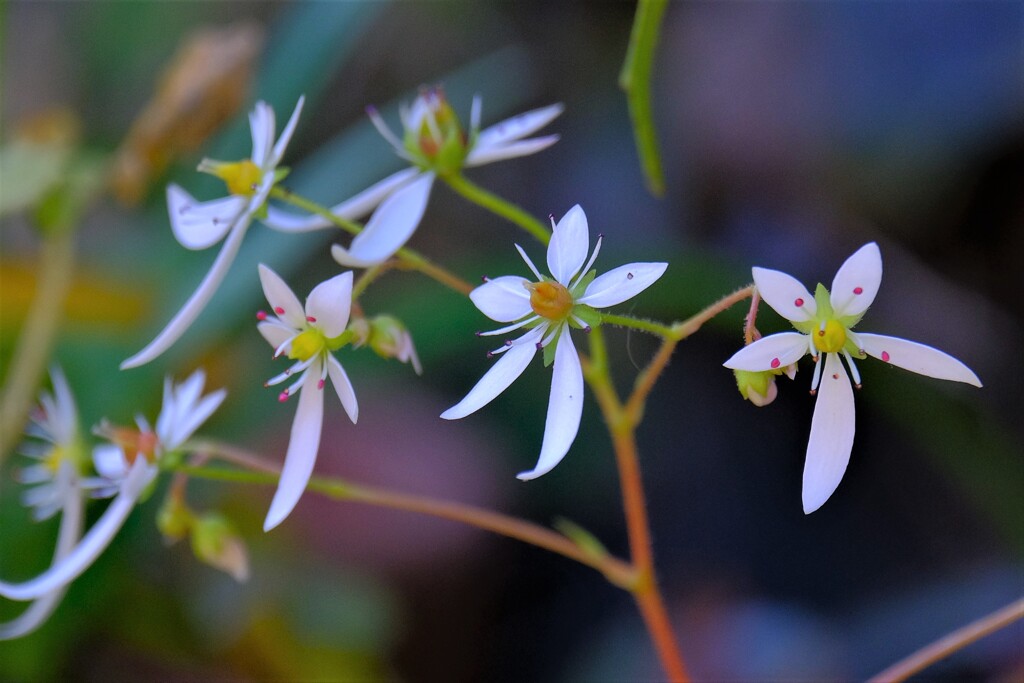 散歩の途中で、Ⅱ