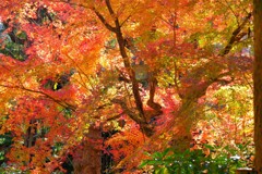 散歩の途中で。Ⅳ