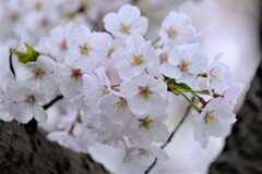 さくら（２）