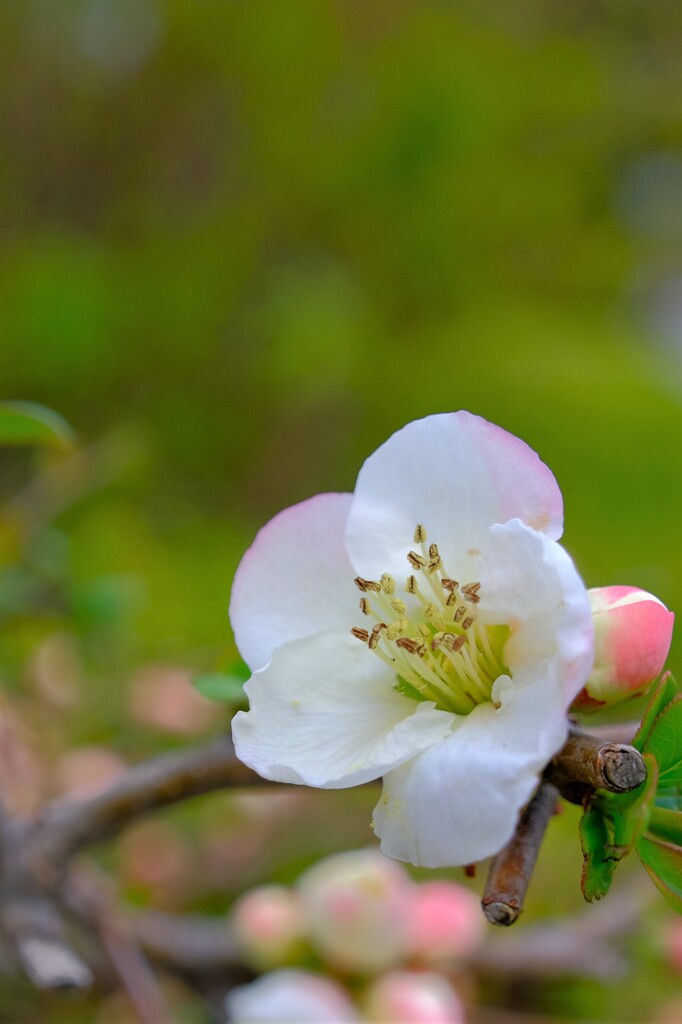 散歩の途中で。7