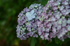紫陽花