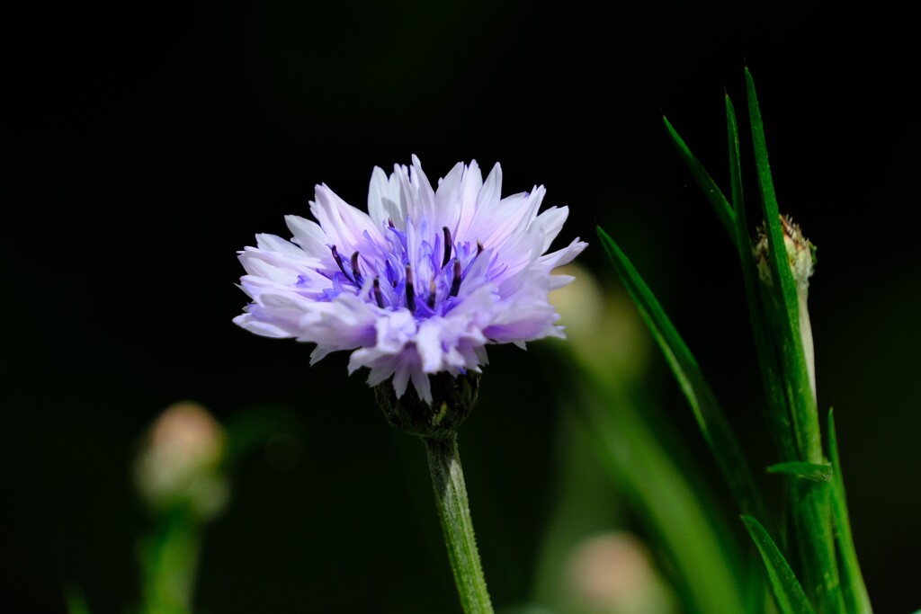 散歩の途中で。Ⅷ