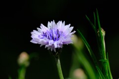 散歩の途中で。Ⅷ