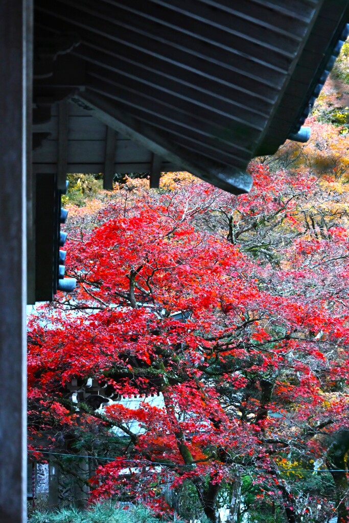 モミジ（大雄山 最乗寺）-3