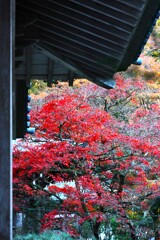 モミジ（大雄山 最乗寺）-3