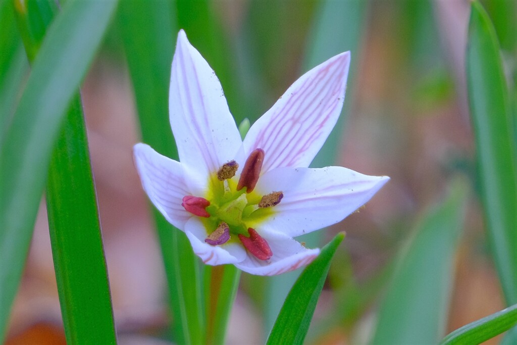 散歩の途中で。①