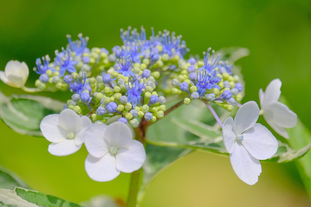 (8)散歩の途中で。8