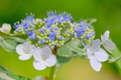 (8)散歩の途中で。8