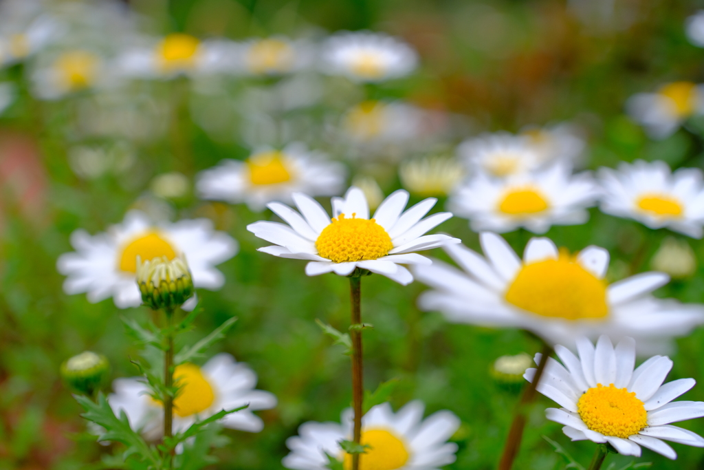 散歩の途中で。⑩