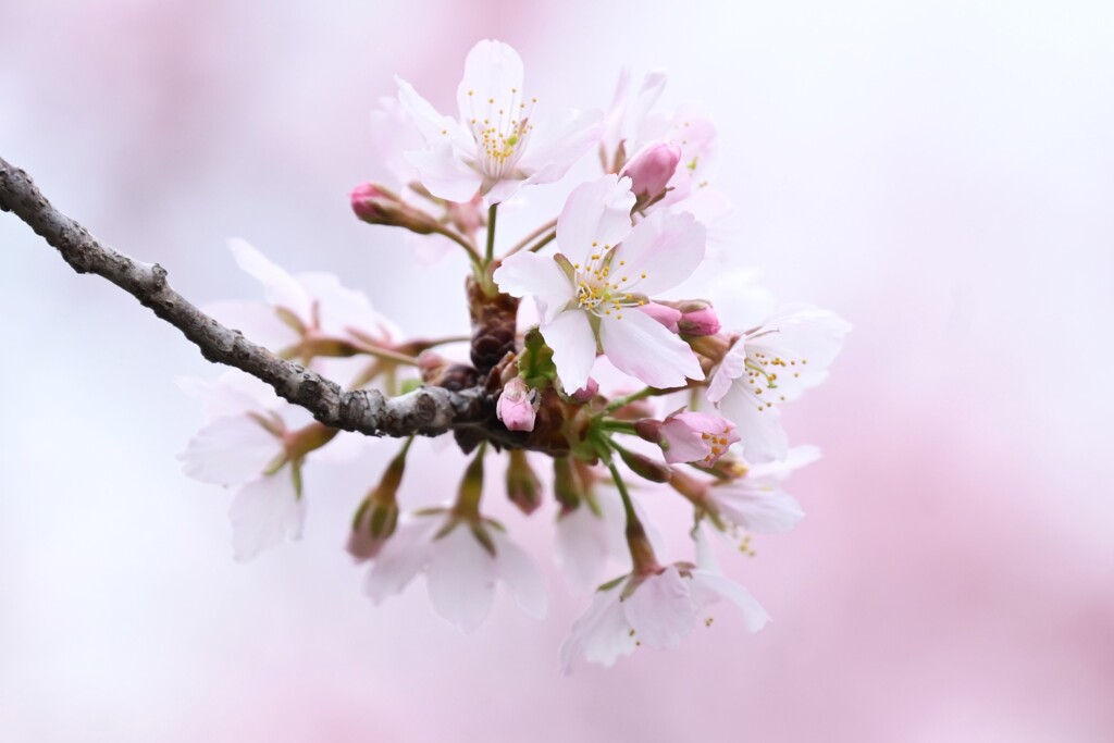 桜