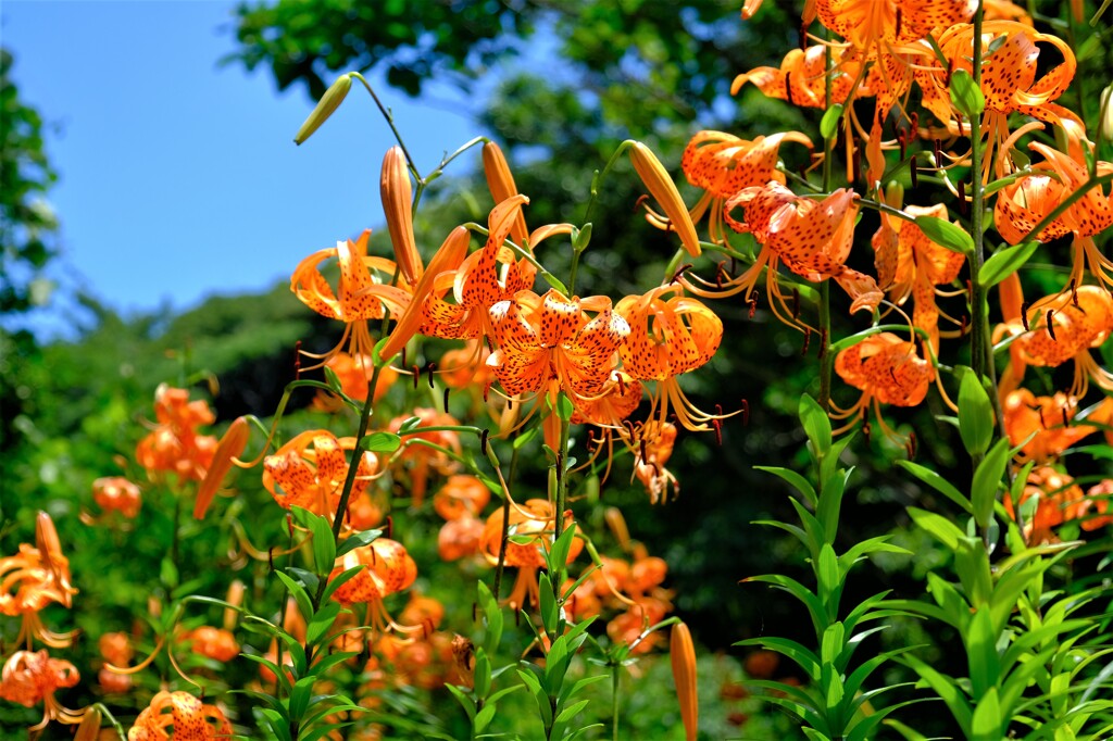 散歩の途中で。Ⅶ