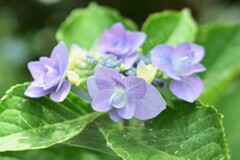 紫陽花-2