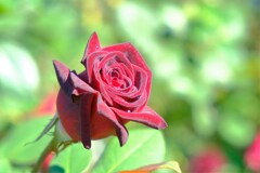 散歩の途中で。⑤