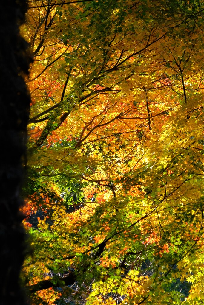 散歩の途中で。Ⅲ