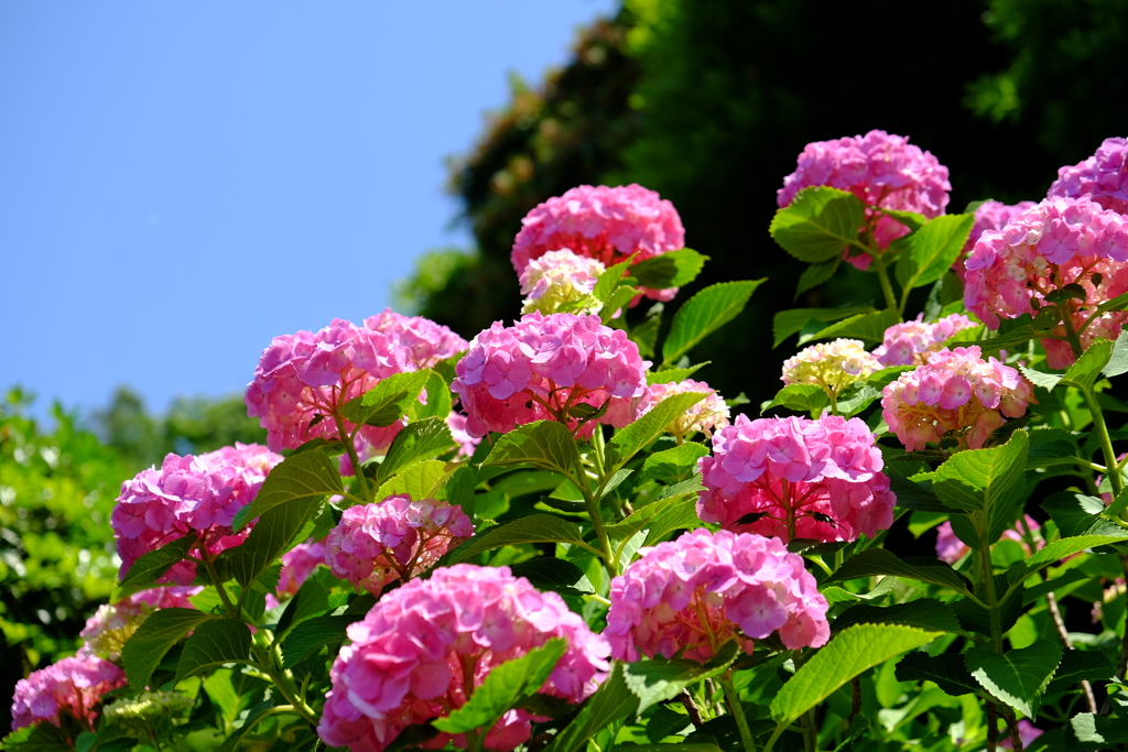 紫陽花