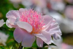 シャクヤク（５）