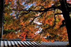 散歩の途中で、遠出　Ⅳ