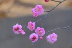 散歩の途中で。10