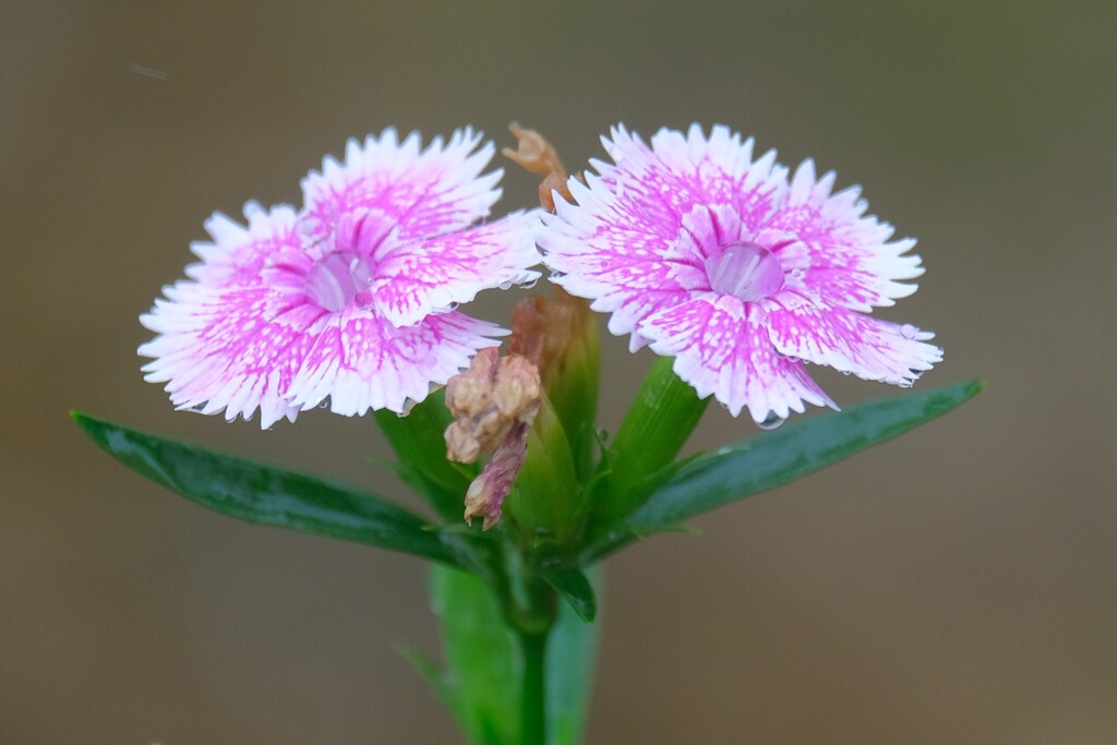 散歩の途中で。