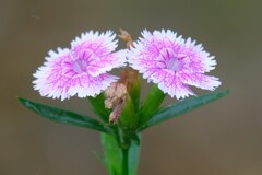 散歩の途中で。