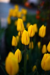 チューリップ-2