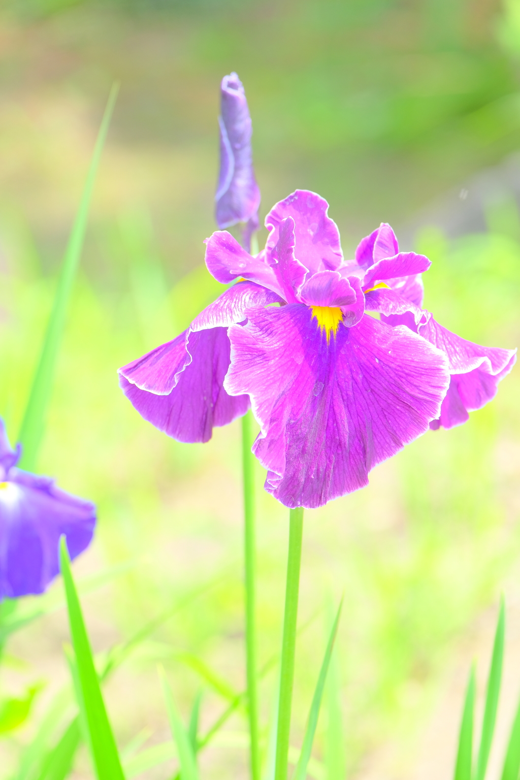 散歩の途中で。9