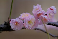 散歩の途中で。10