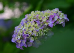 アジサイ（２）