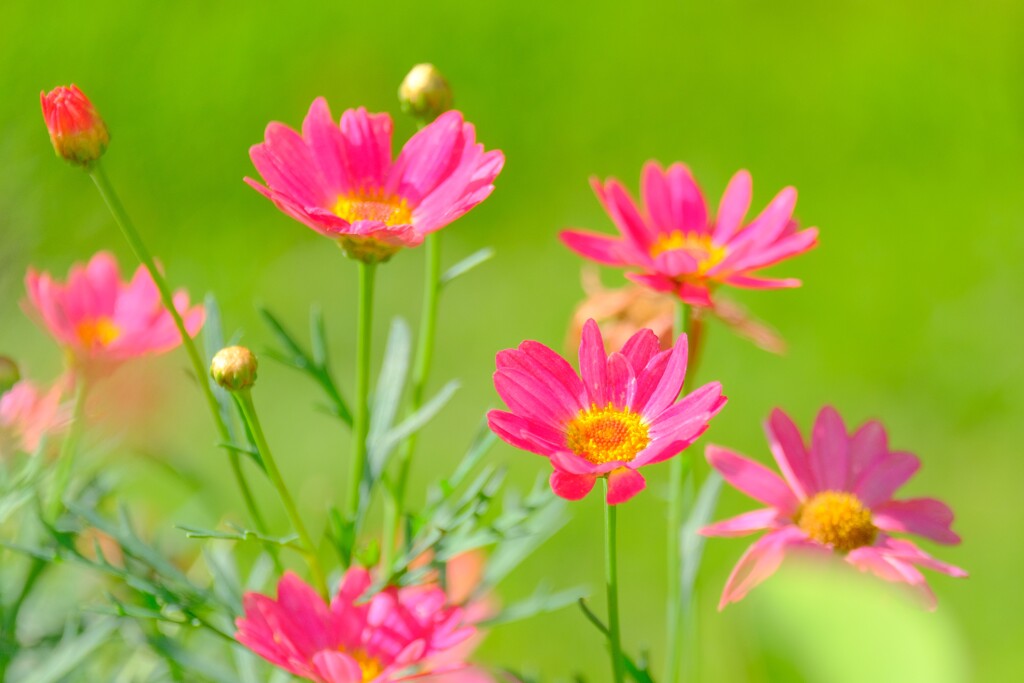 (2)散歩の途中で。-17