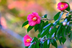 散歩の途中で。９