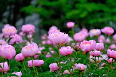 シャクヤク（４）