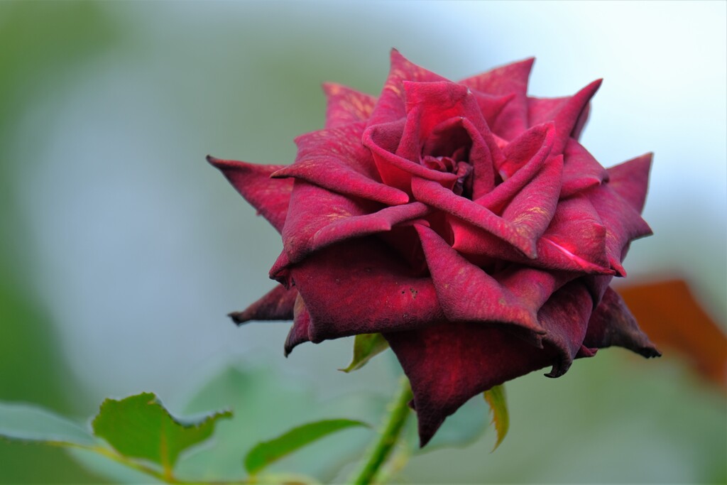 散歩の途中で。１