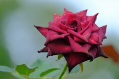 散歩の途中で。１