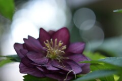 クレマチス